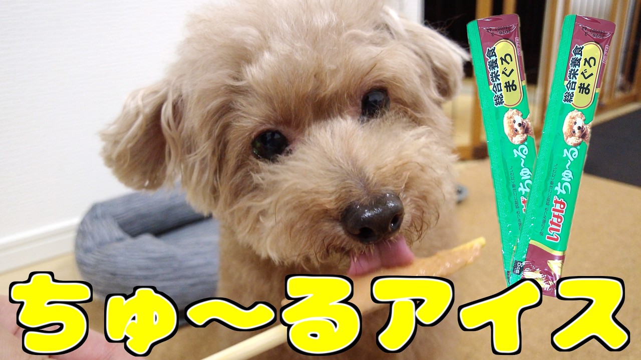 SNSで話題のチュールアイスを愛犬にあげたらとんでもない食いつきでした！【トイプードル】