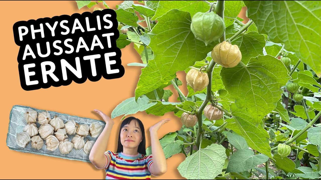 5 Gründe warum du Physalis auf dem Balkon anbauen solltest! | mein Ökosystem