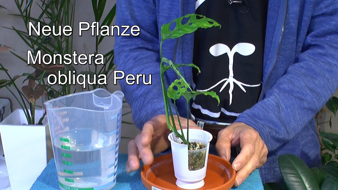 Monstera Obliqua Peru zieht ein und Monstera Peru Kastenianum geht es nicht gut