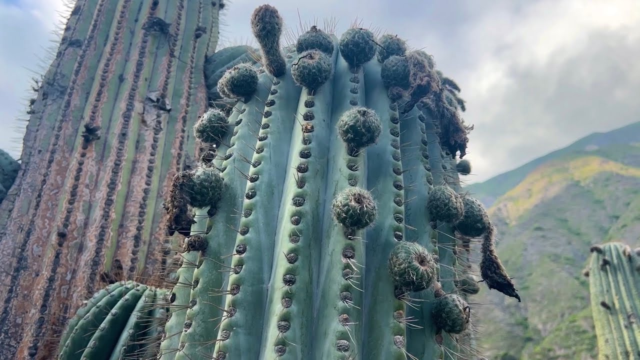 Cosecha frutos Cardón en Hábitat | Trichocereus terscheckii y Gymnocalycium spegazzinii | Argentina