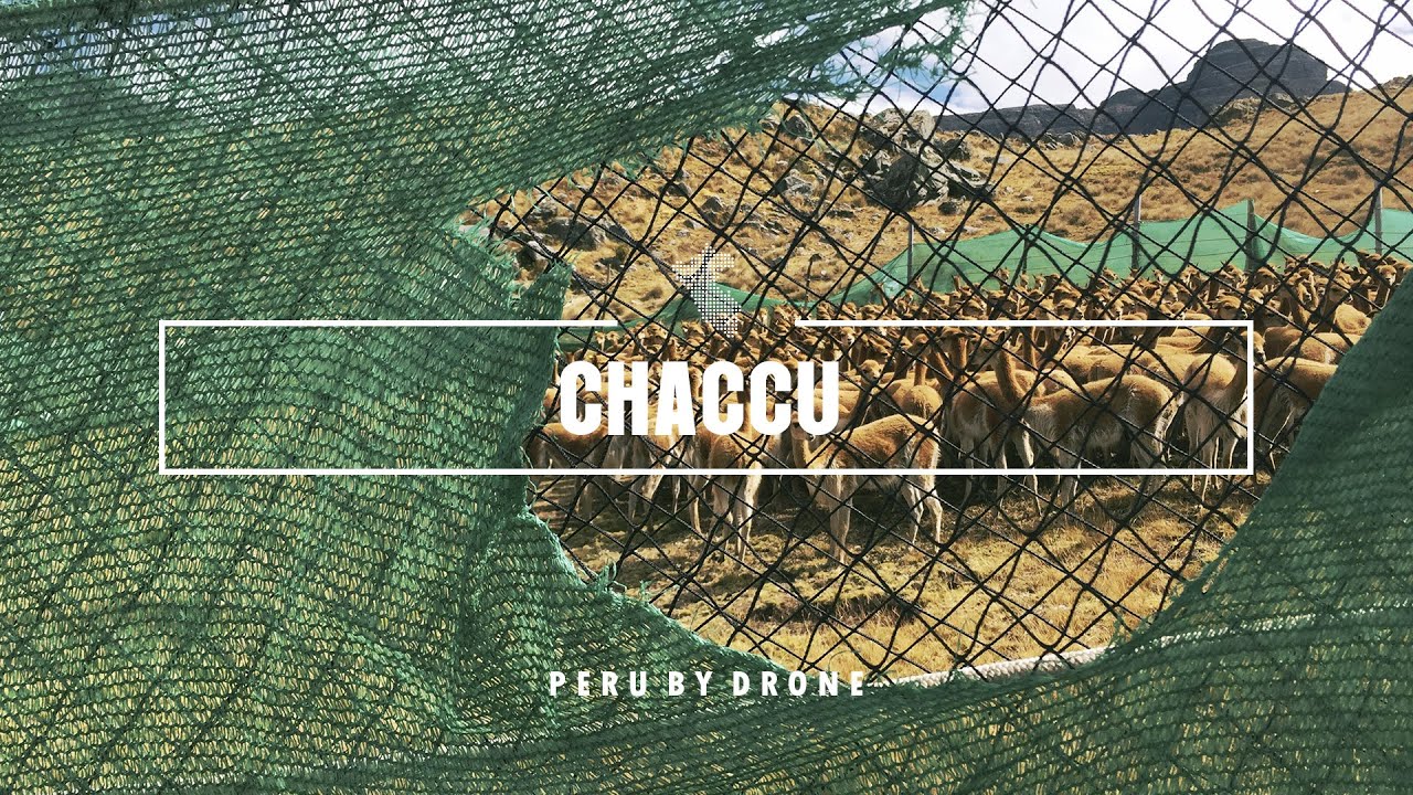 Chaccu de Vicuñas - Huamachuco - Peru by Drone