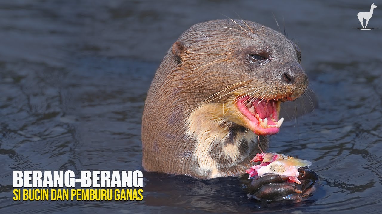 Berang-Berang: Mamalia Paling Bucin yang Bisa 
