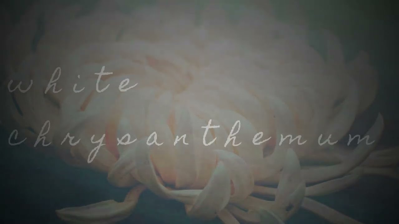 white chrysanthemum