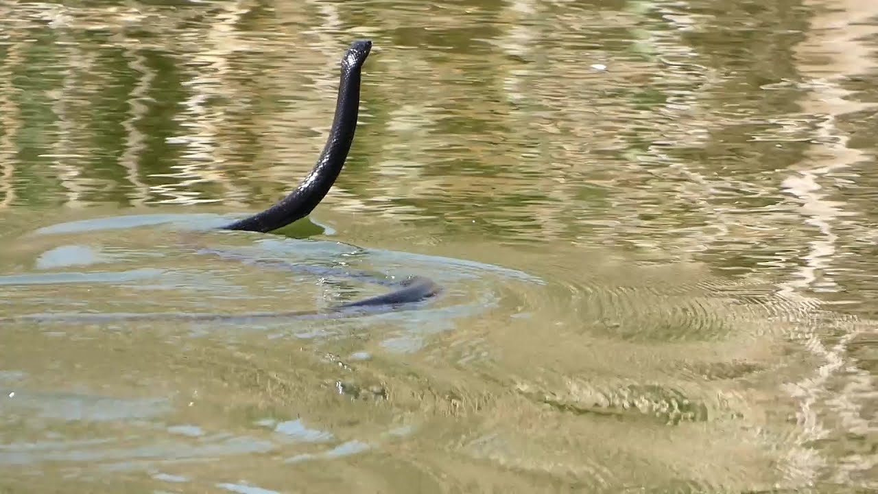 Large Whip snake swimming at Hod HaSharon Park - נחש זעמן שחור שוחה בפארק הוד השרון