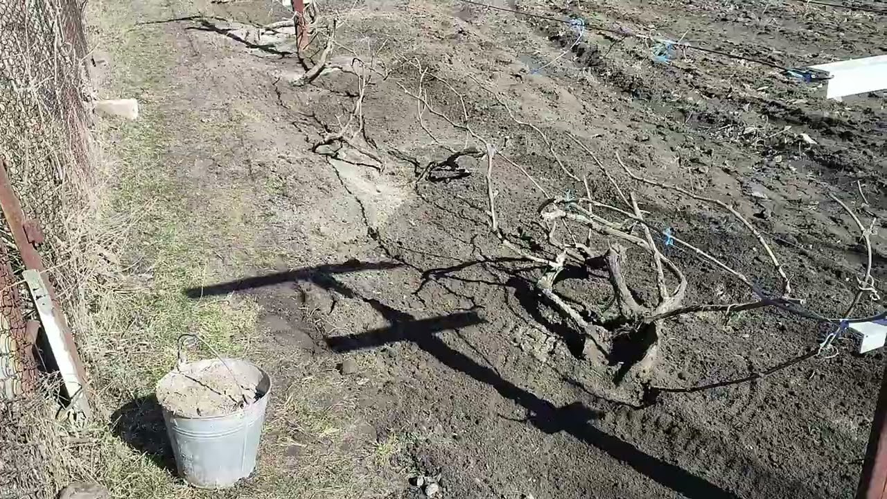 Зробіть ЦЕ з виноградом навесні, щоб бути з великим урожаєм!