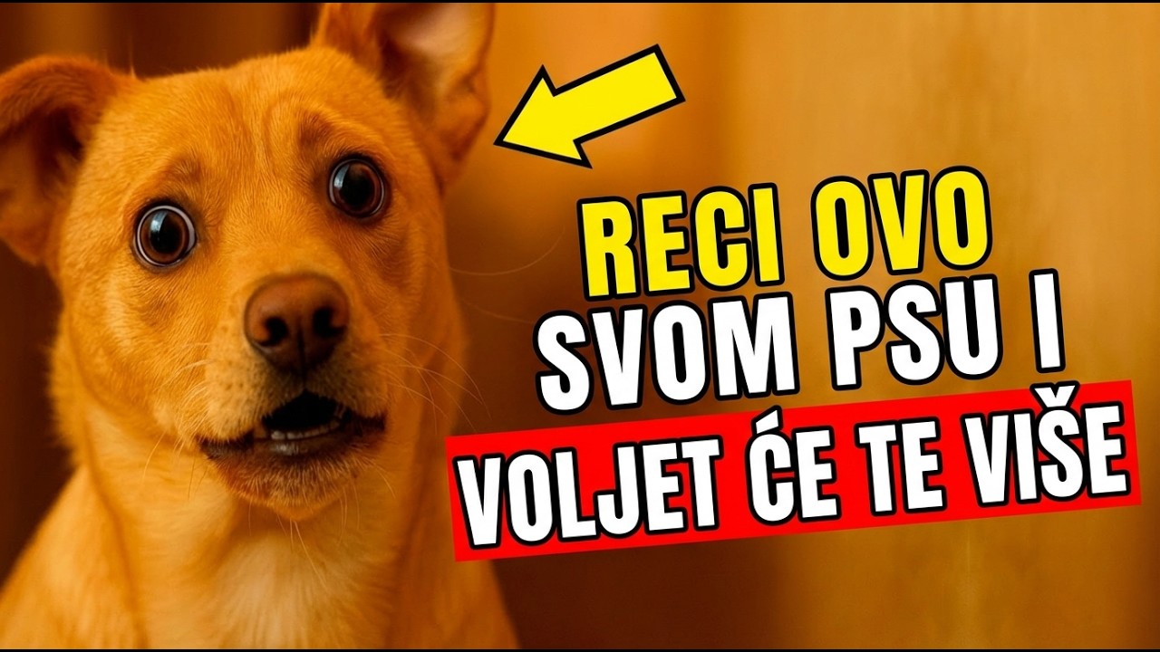 12 Riječi Zbog Kojih Tvoj Pas Zna Da Ga Voliš (Odmah)