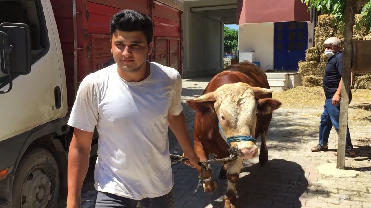 KURBANLIK PAZARLIĞI 2020 / YENİ KURBANLIK ALDIK
