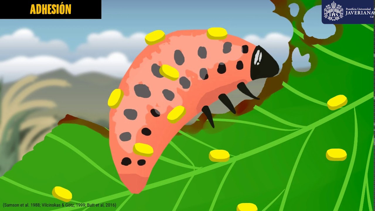 Hongos Entomopatógenos como Biocontroladores de Insectos Plaga