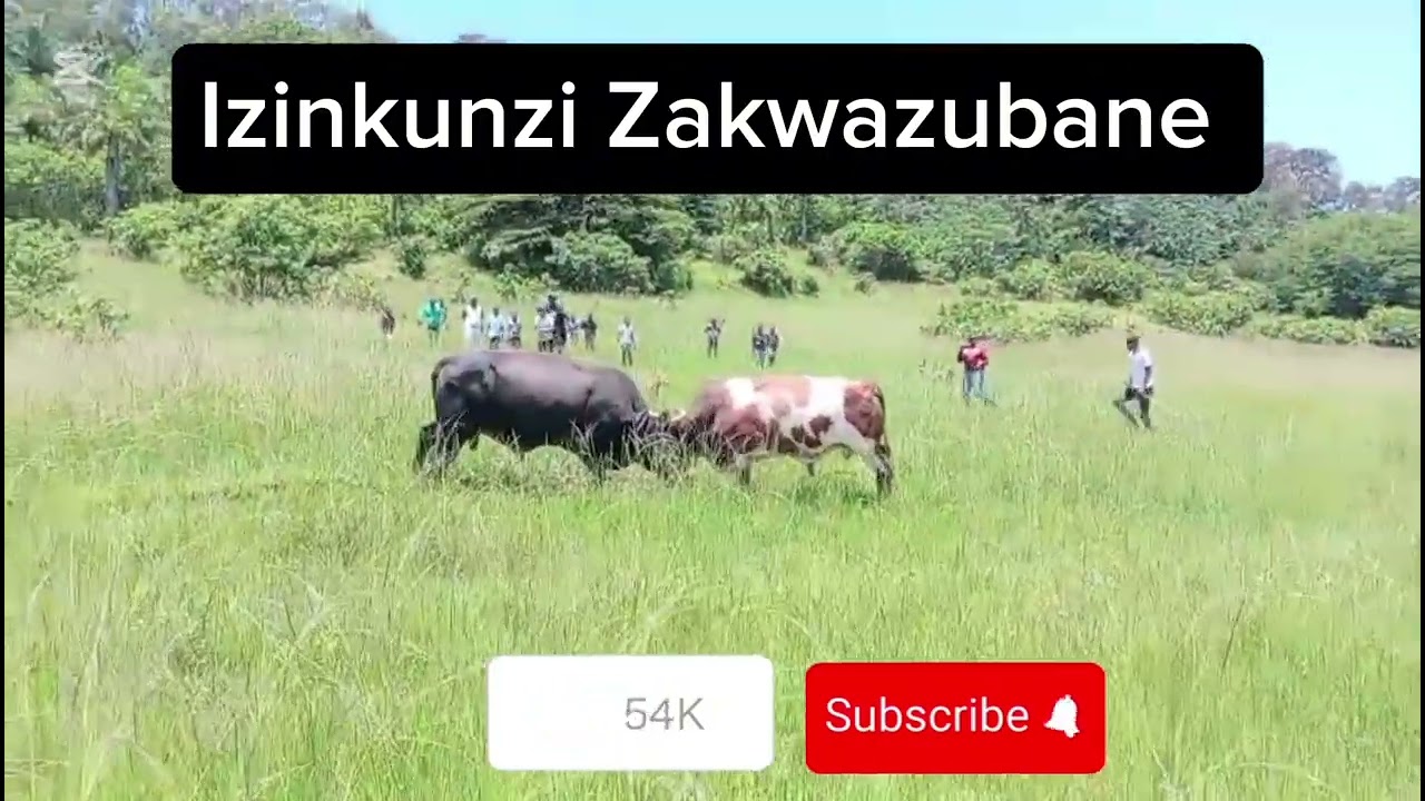 Basinuka vs Ibhayi #inkunzi #bullvsbull #viral #basinuka