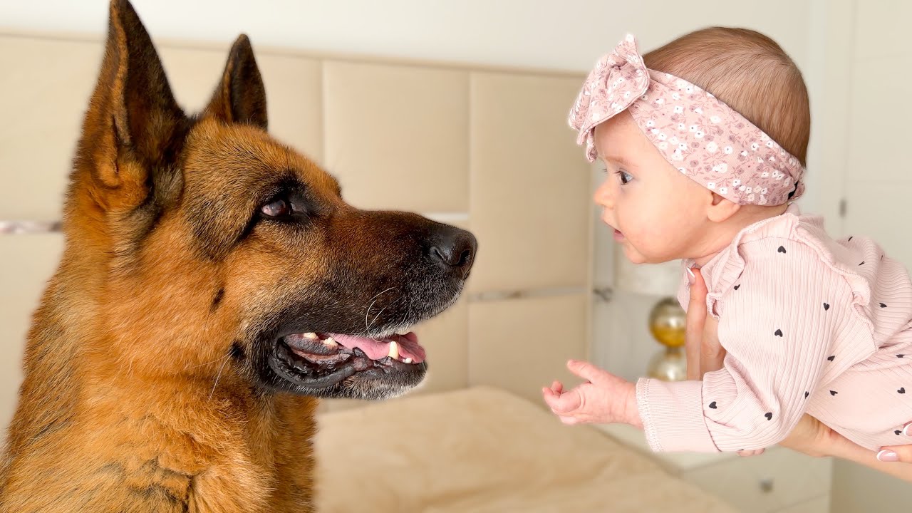 Love at First Look: Baby and German Shepherd
