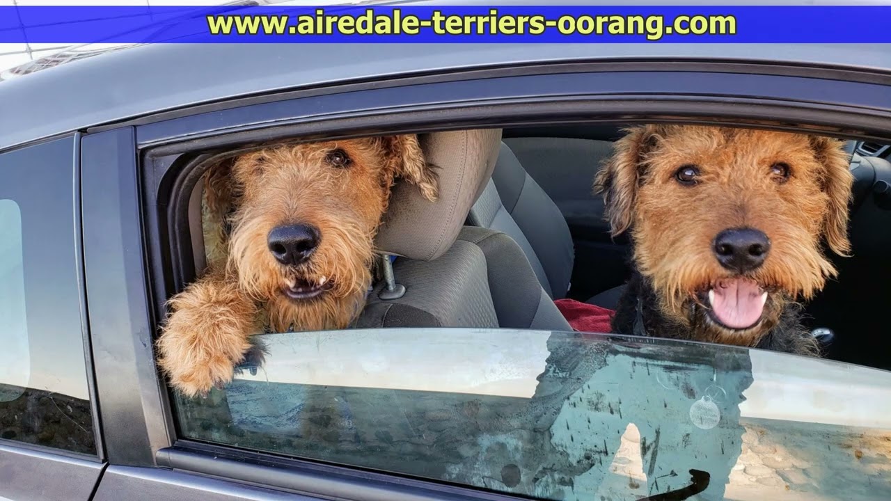 Larger Airedale Terrier & Black Bear