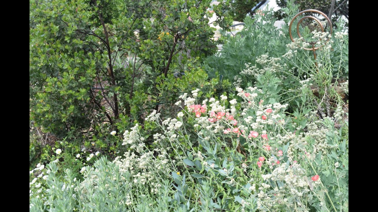 Supporting Water Conservation and the Nature of California - Inland Native Garden - Ep.01