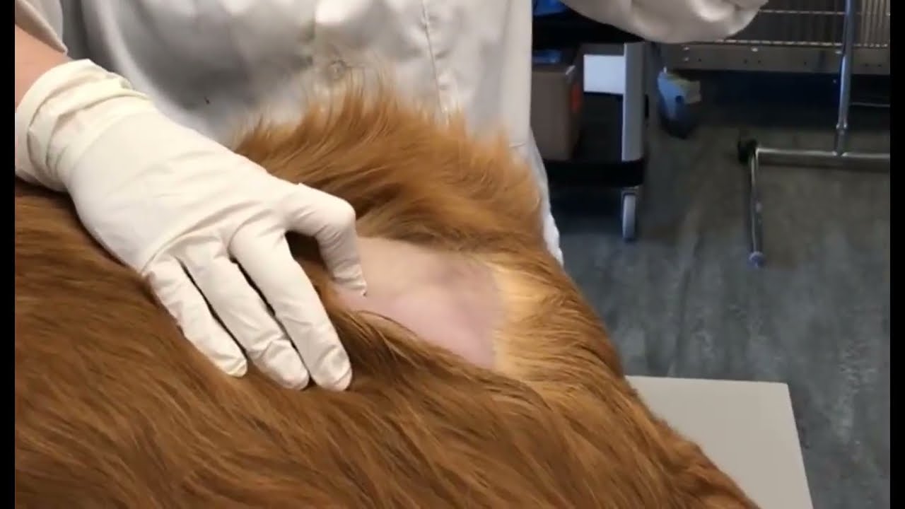 Epidural  Anesthesia