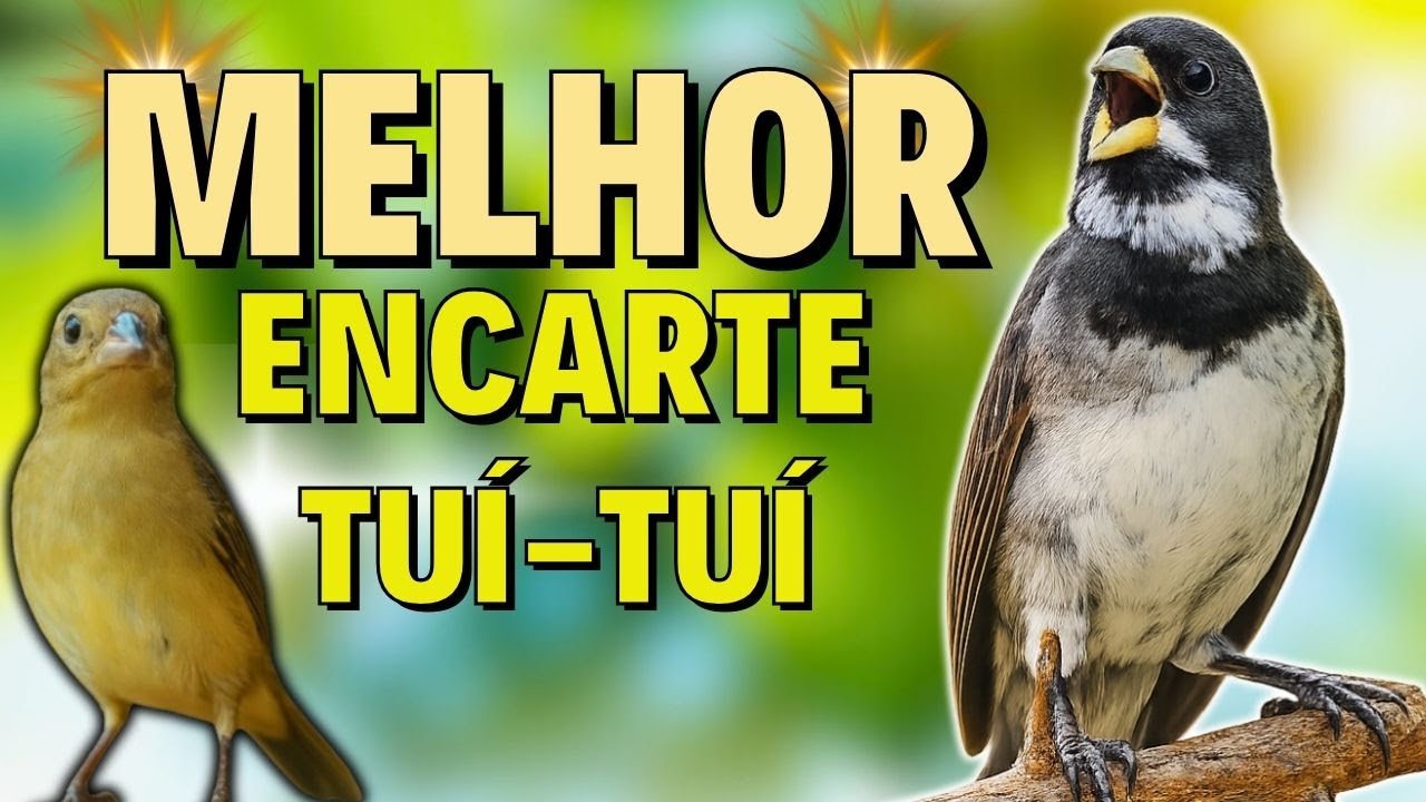 🟢 MELHOR CANTO DE COLEIRO TUI TUI PARA ENCARTE DE COLEIRO🟢🟢ÁUDIO COM FÊMEA - TURBINE SEU COLEIRO 🟢
