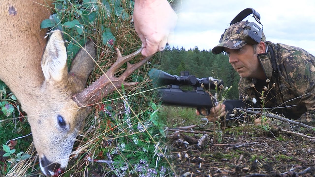 Jakt: Bockjakt i augusti - En kort hyllning till &auml;lskad jakt efter r&aring;bock