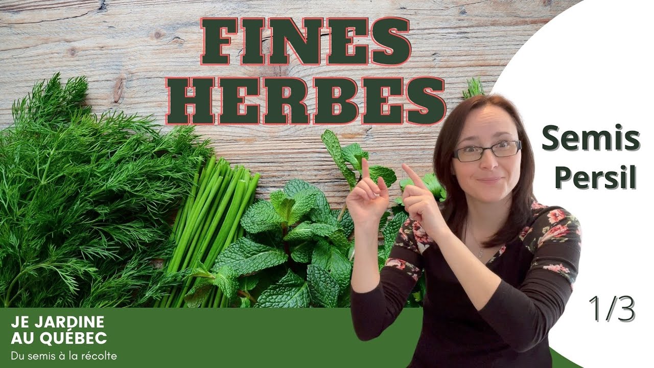 Fines herbes: mes trucs pour semer le persil