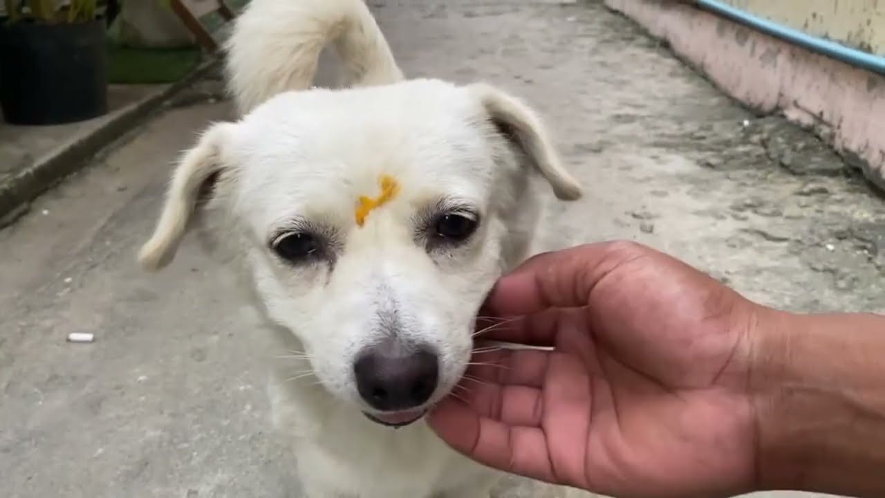 Dogs with smile pills really like people
