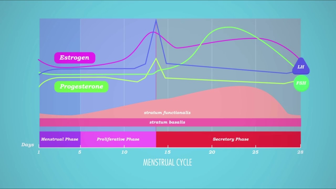 Menstrual Cycle Neuroscience