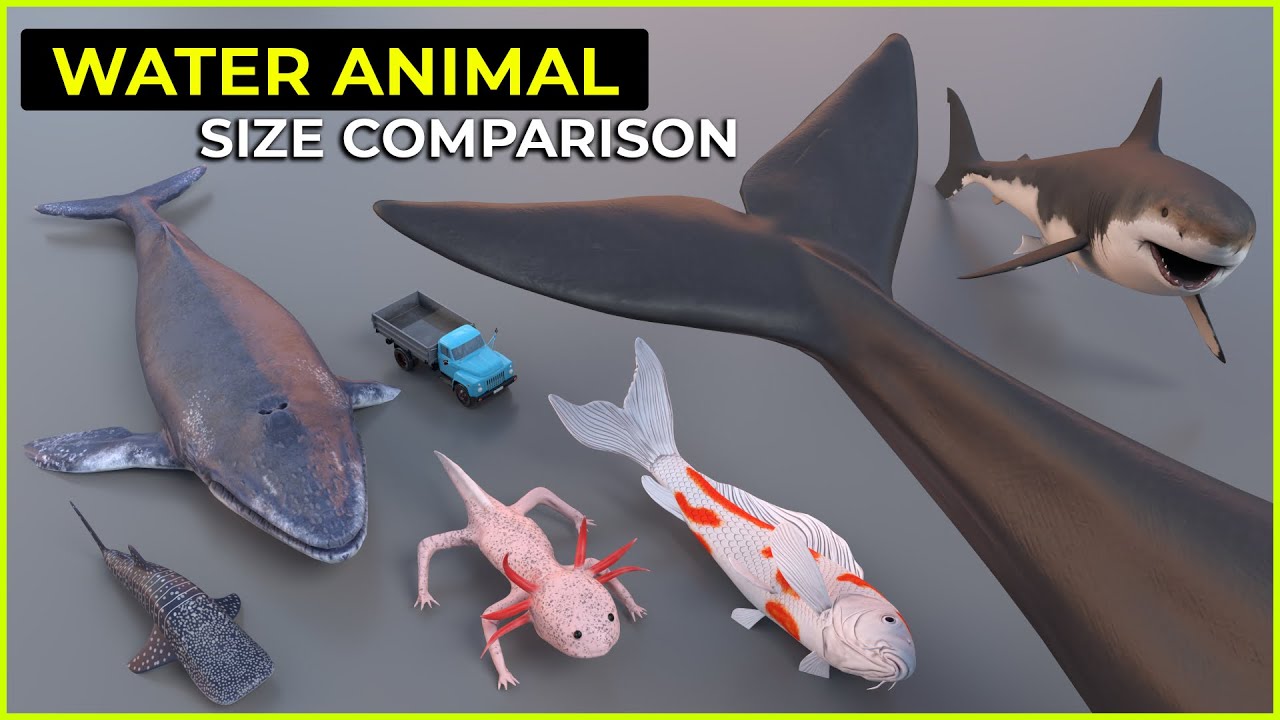 WATER ANIMAL ➤ Size in Human scale | Fish size
