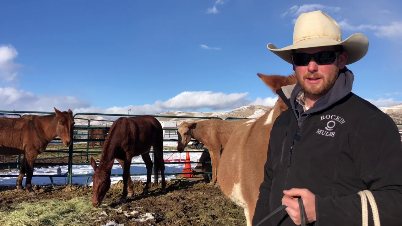 Everyday Mulemanship Challenge Week #2