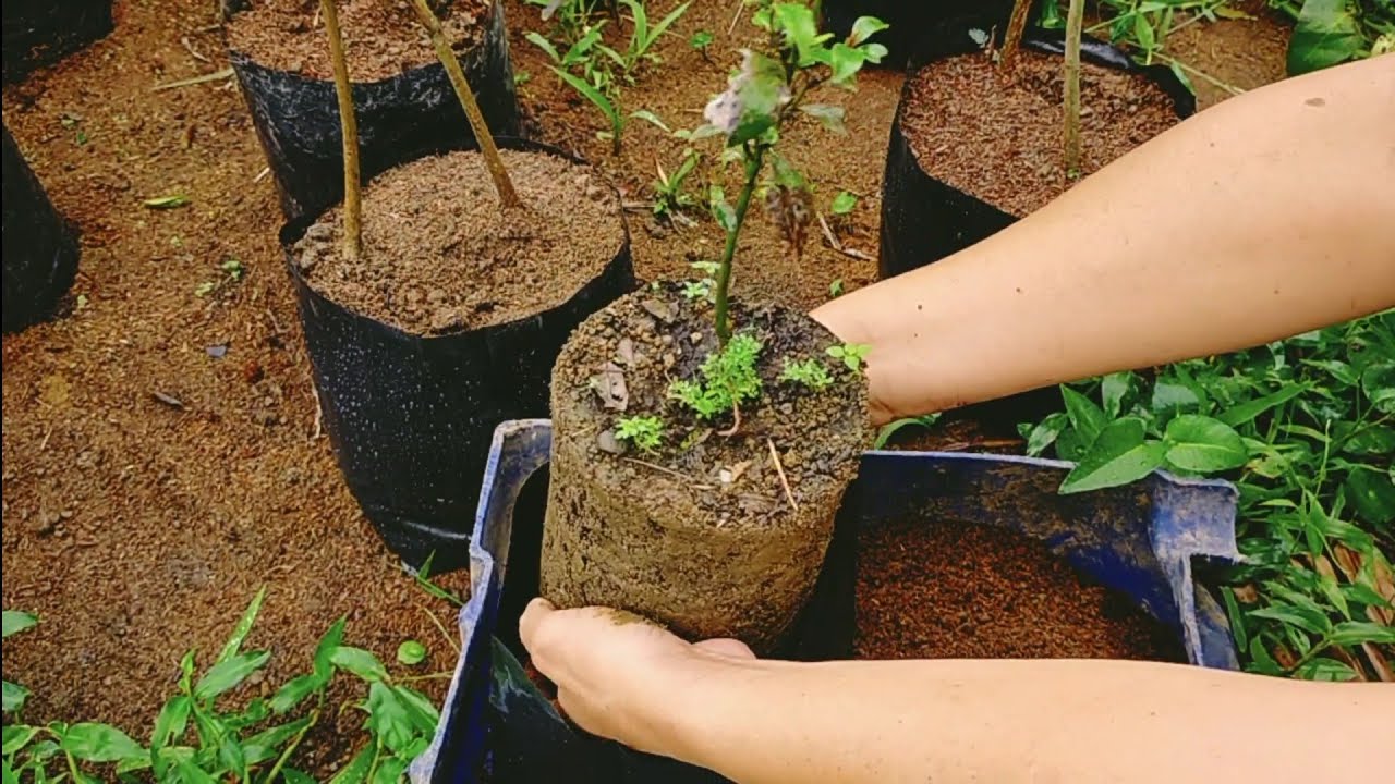 HOW TO DO RE-BAGGING OF LAUREL PLANTS?