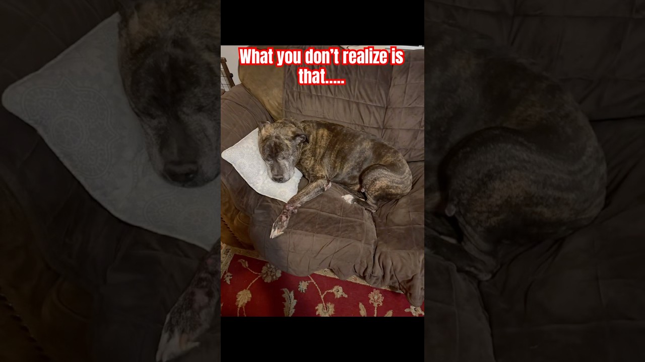 It’s the reminders of our pets everywhere…