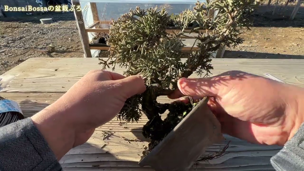 【SNP1】思いきって改作しようかな #盆栽 #bonsai