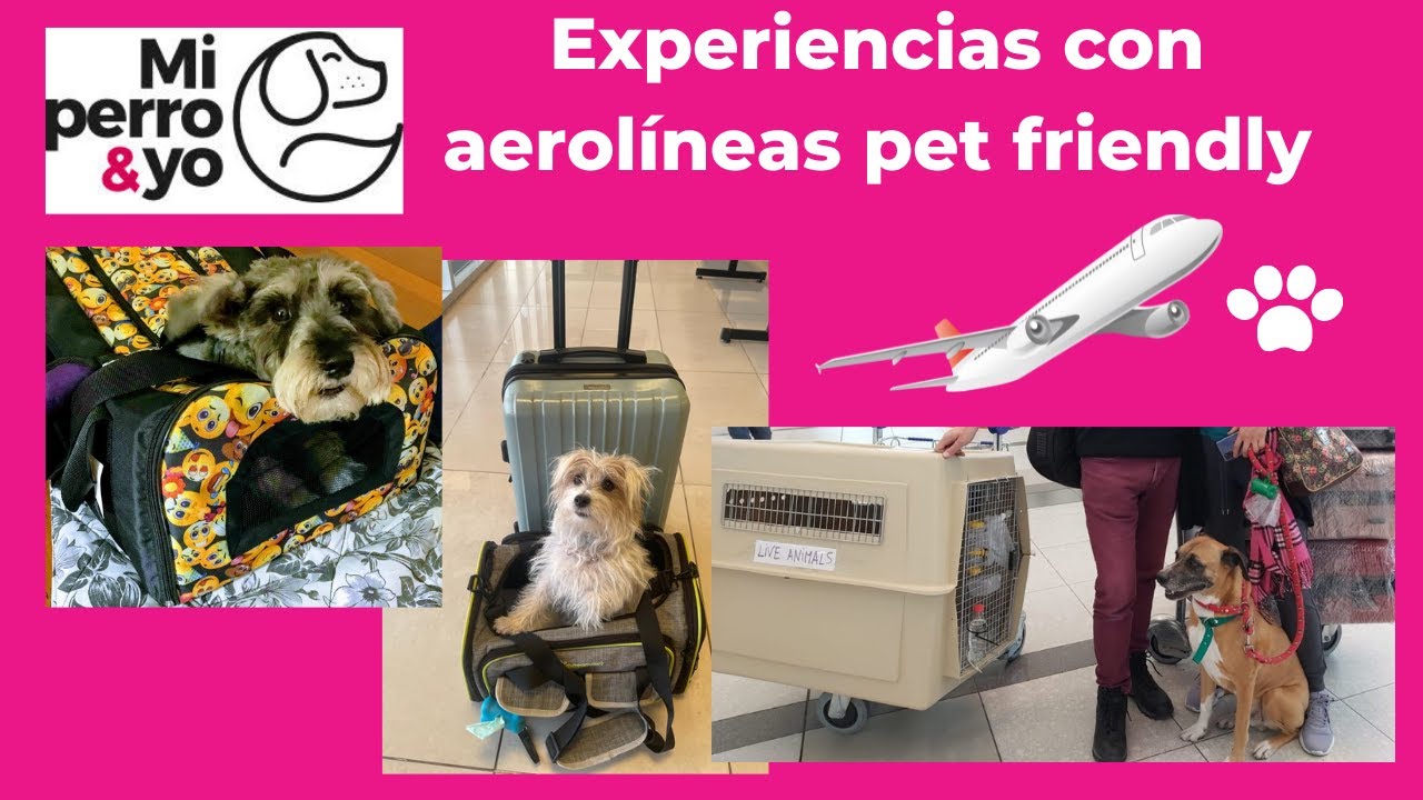 Aerolíneas pet friendly: experiencias y transportines para perros.