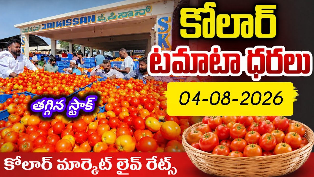 04-08-2026 today kolar Tomato market /#kolar tomato rates #tomato price today #TodayTomatorates