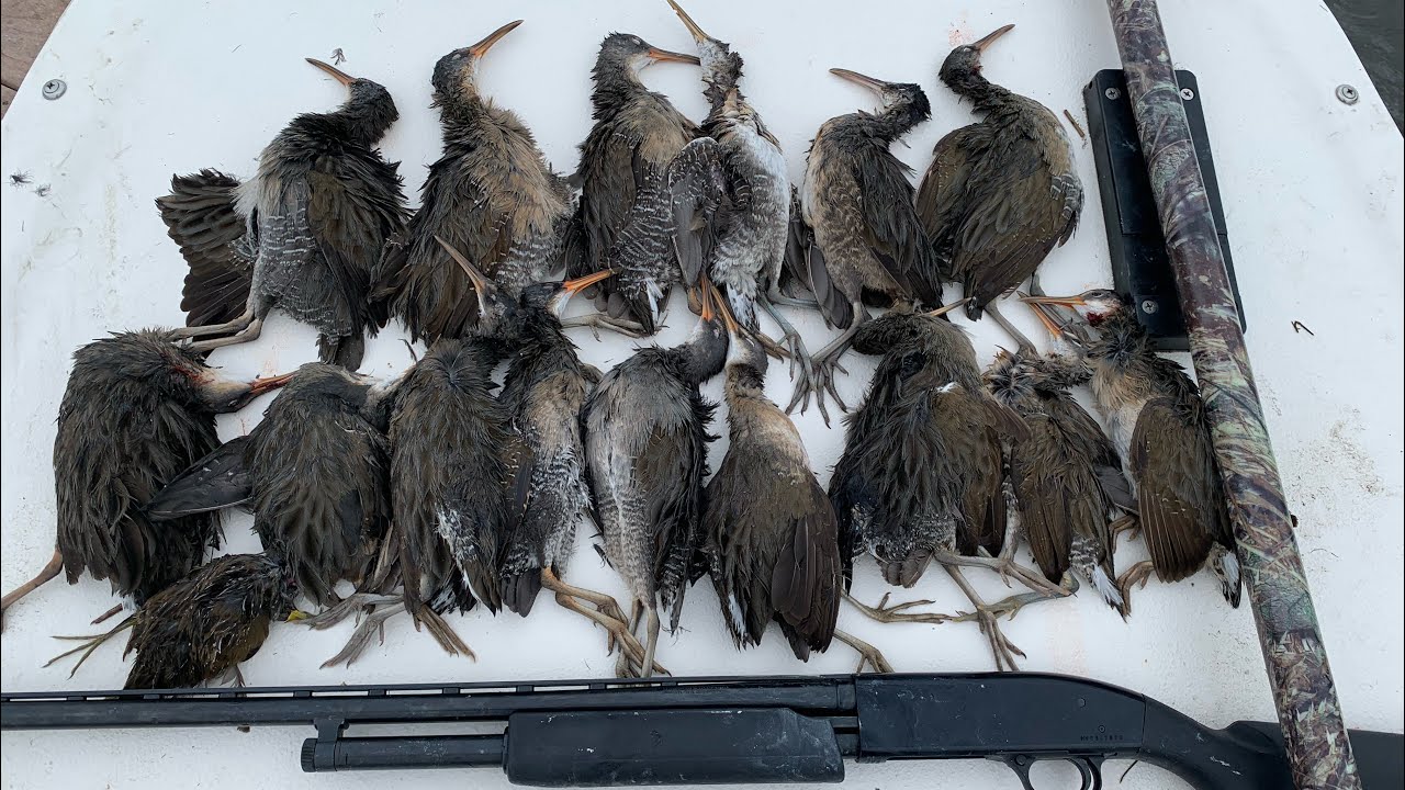Marsh Hen Hunt September 2023