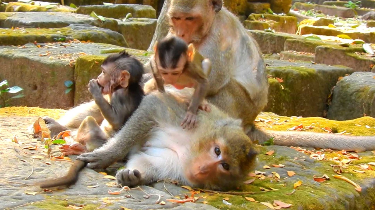 So Sweet monkey Jazzy and Jiva play with Ada