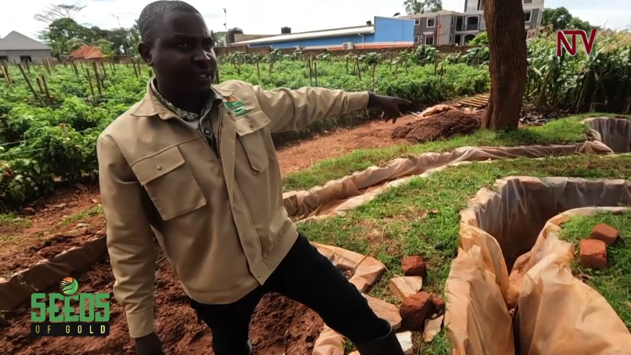 Making money from tomato farming (Part 2) | SEEDS OF GOLD