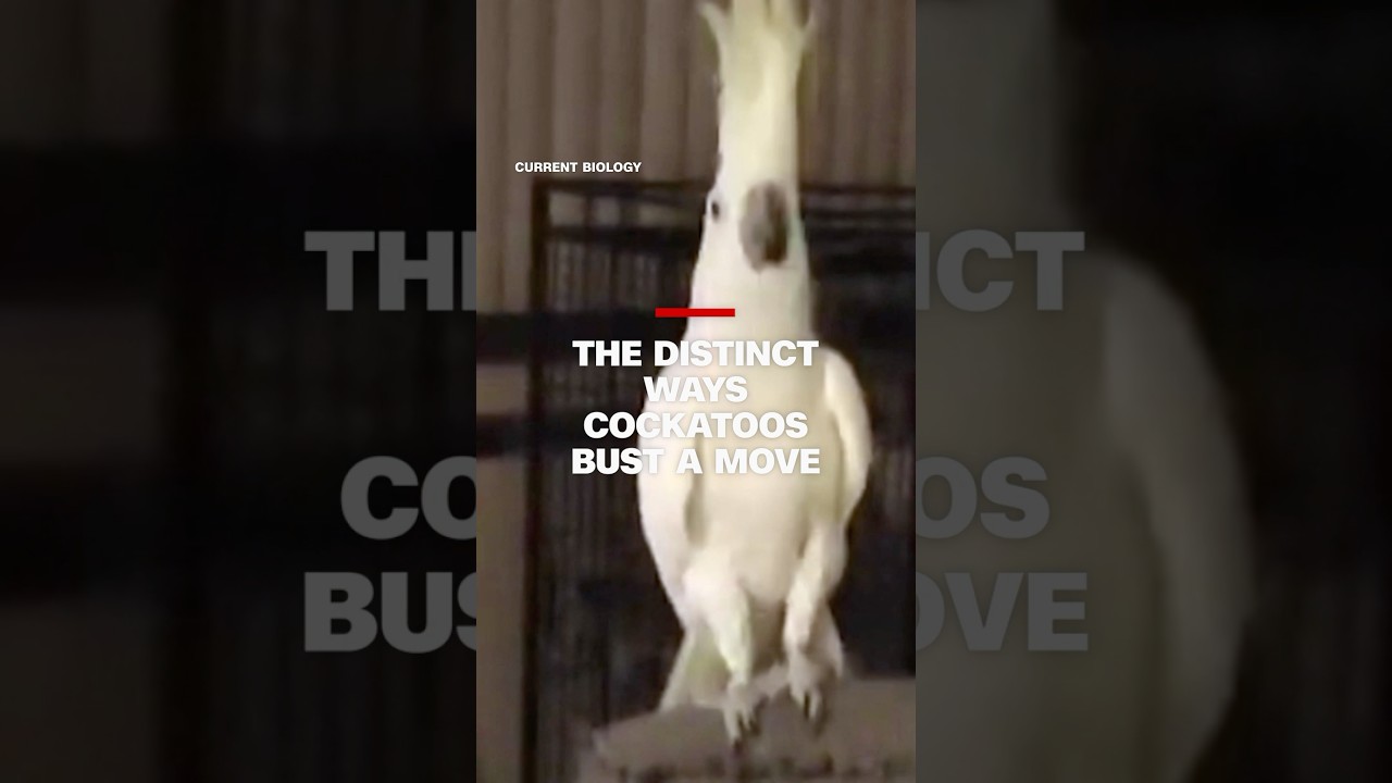New research shows a cockatoo might have more dance moves than you