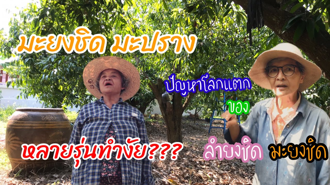 EP￼.4 มะปราง มะยงชิด ตอนทึ่1 แมลงศัตรูพืช และออกผลหลายรุ่นทำงัย