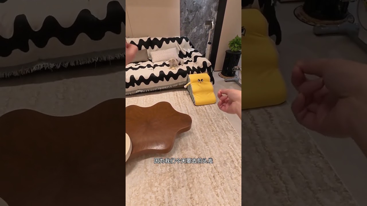 Top 10 Holiday Puppy Grooming Hacks