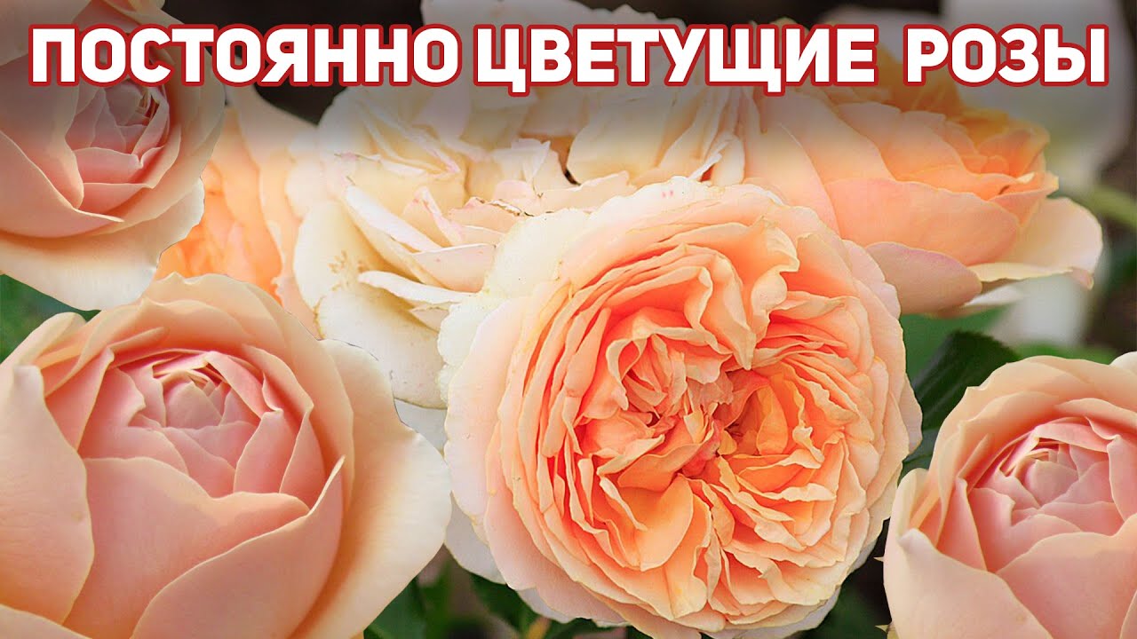 Розы, цветущие без перерыва, с сильным ароматом, стойким цветком и нежным окрасом!