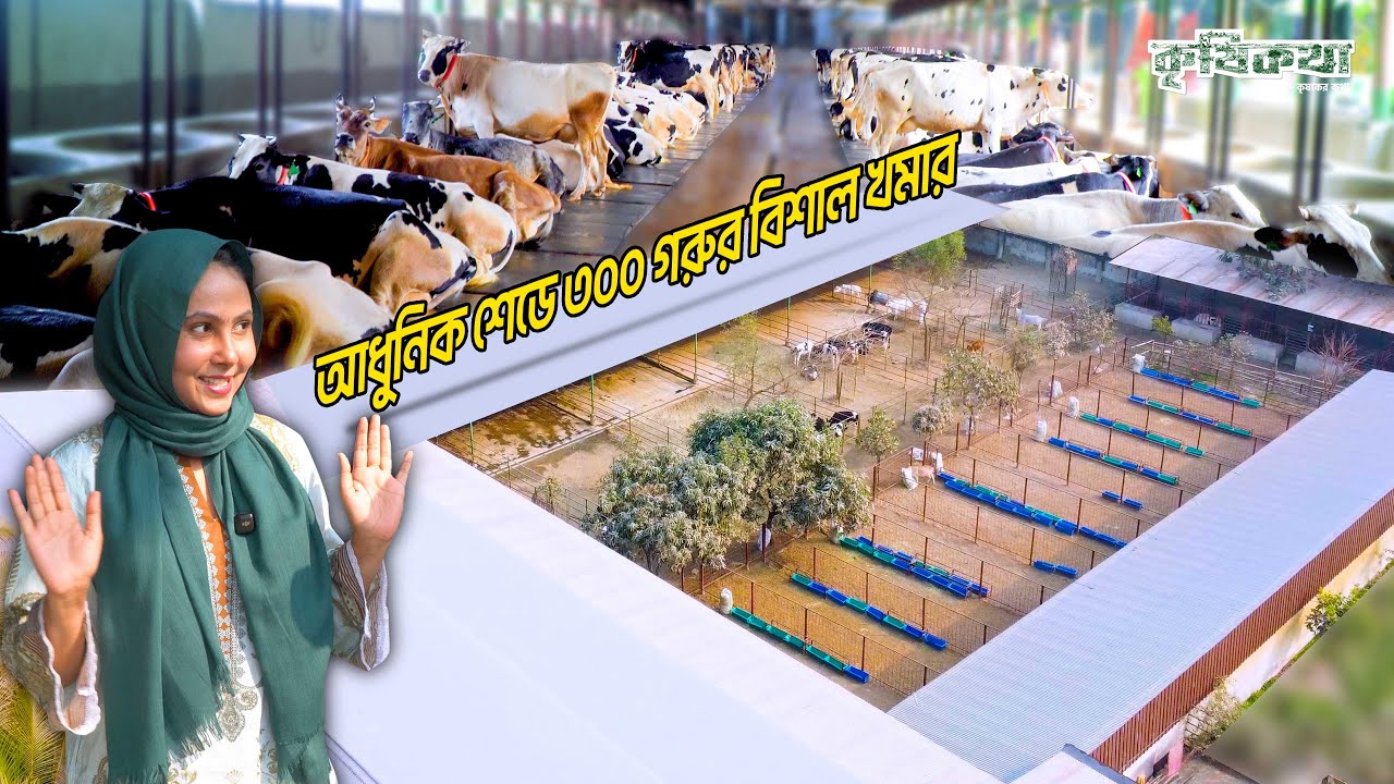 আধুনিক শেডে ৩০০ গরুর খামার।পপুলার এগ্রো এন্ড ডেইরী ফার্ম