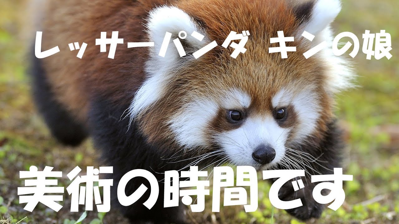 レッサーパンダ　美術の時間です