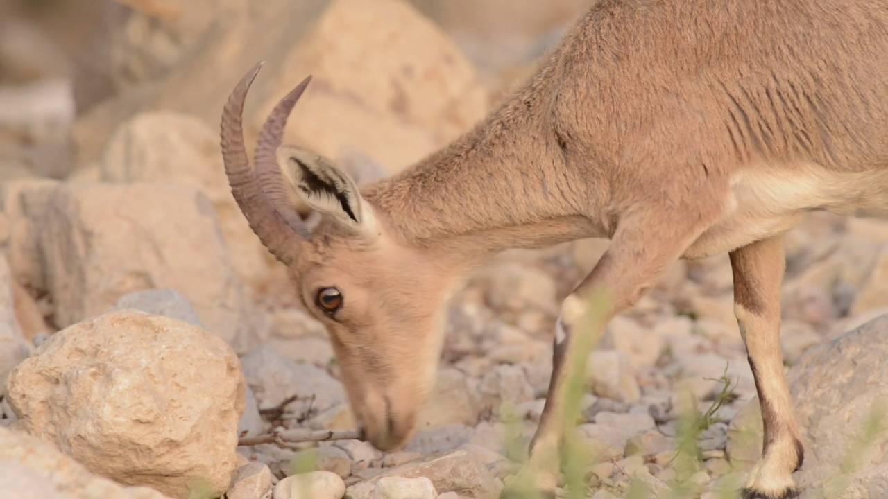 Ein Gedi - An Observational Film by Yuzuru Masuda