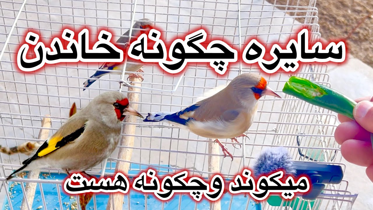 سایره چکونه خاندن میکوند وچکونه هست