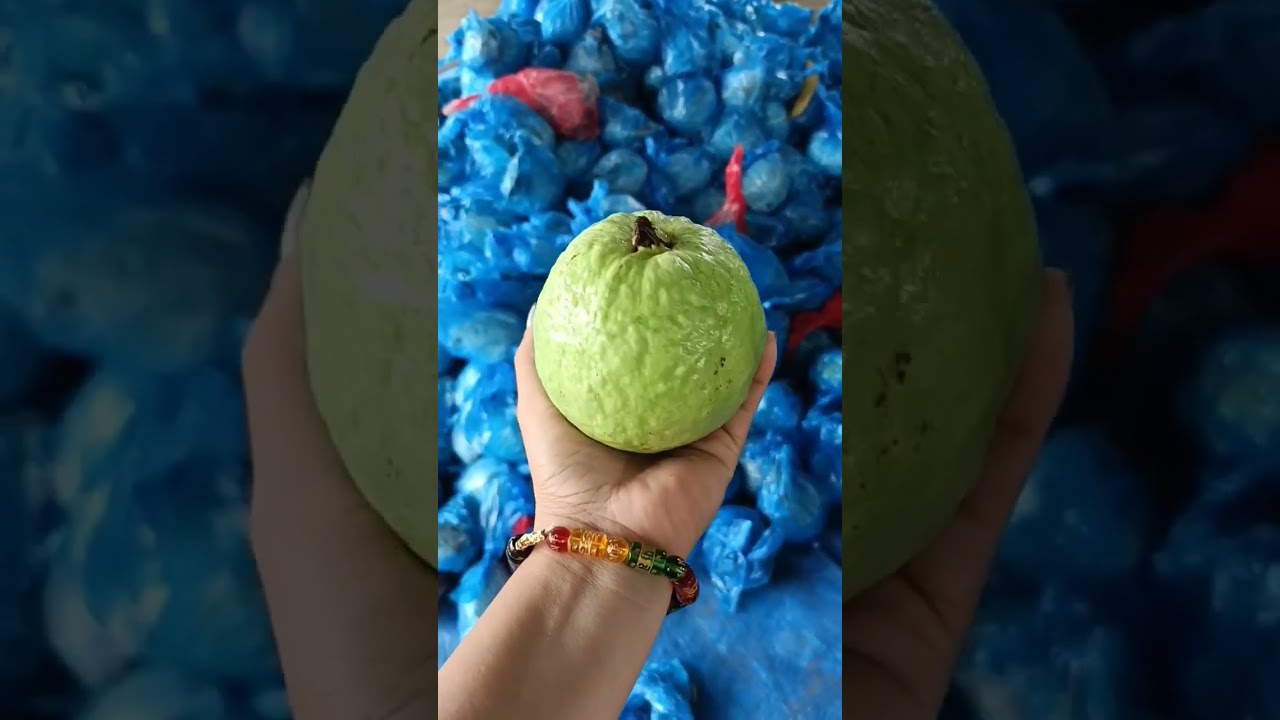 Crunchy giant guava #guava #guavafruits #shortsviral