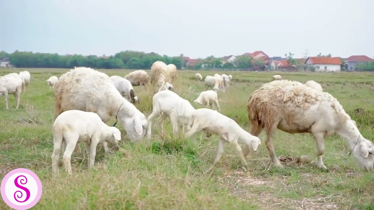 suara kambing gibas | Sofia Suara