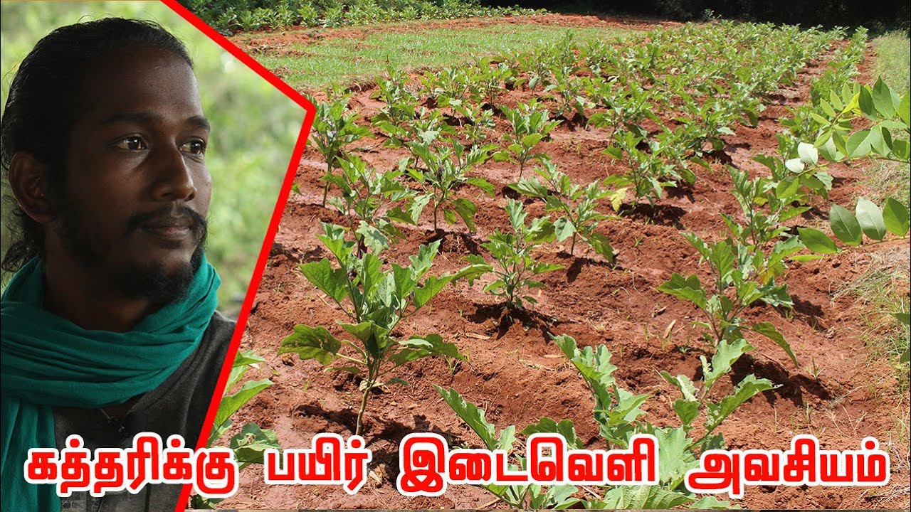 கத்திரிக்காய் செடிக்கு எந்த அளவுக்கு இடைவெளி விட வேண்டும் | Spacing between brinjal plants