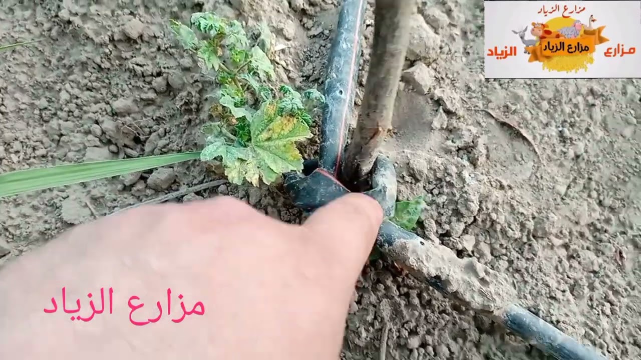 زراعة ( العوين ) اللوبية في مزارع الزياد