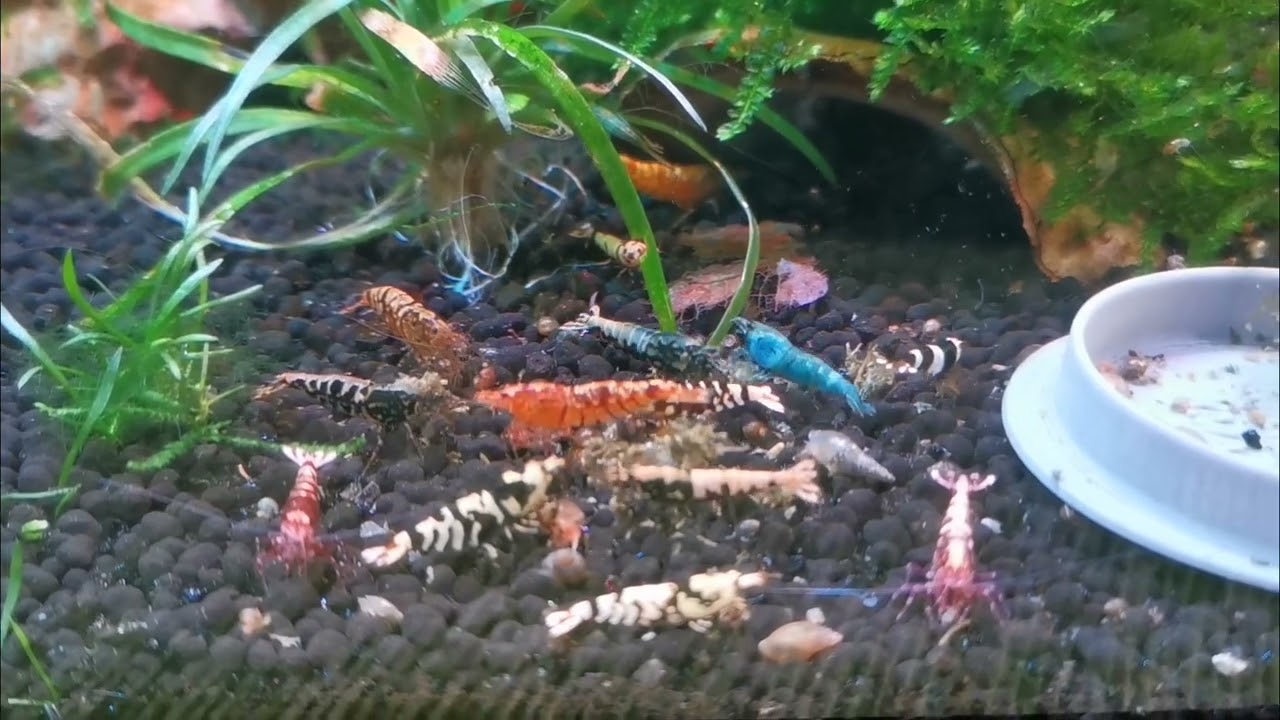 Caridina Versammlung 