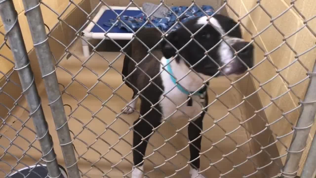 Huntsville Animal Services: Adoptable Dogs Shelter Tour