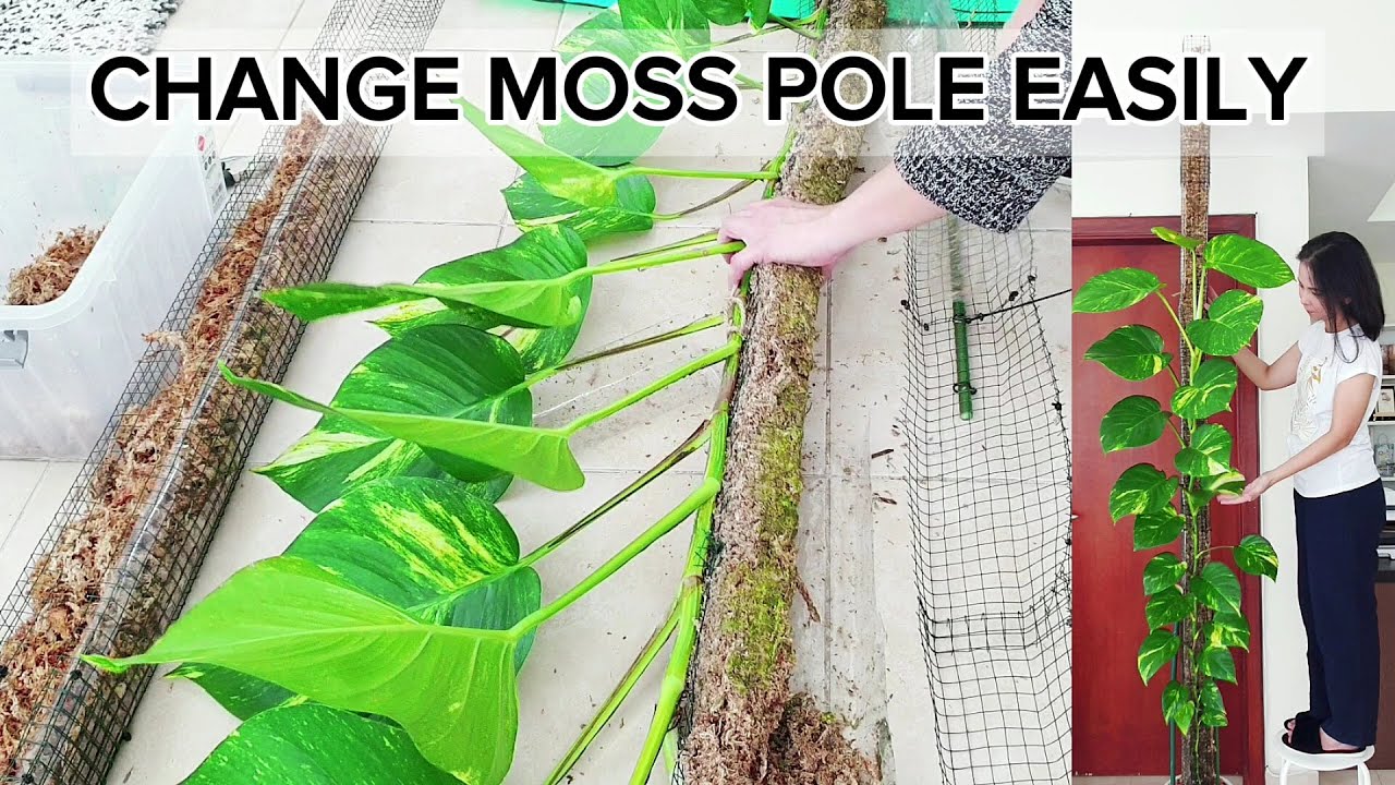 How to CHANGE Moss Poles EASILY | UPGRADING the Moss Pole of my BIG Golden Pothos