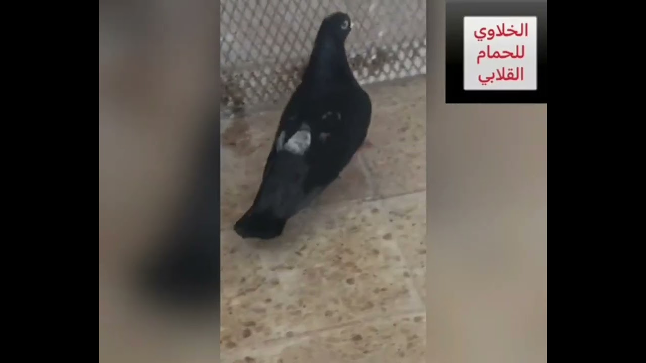حمام لوت (قصة طير الهوي شذري ستار ) بصوت المبدع عبد الستار السليمان راعي شذري ستار