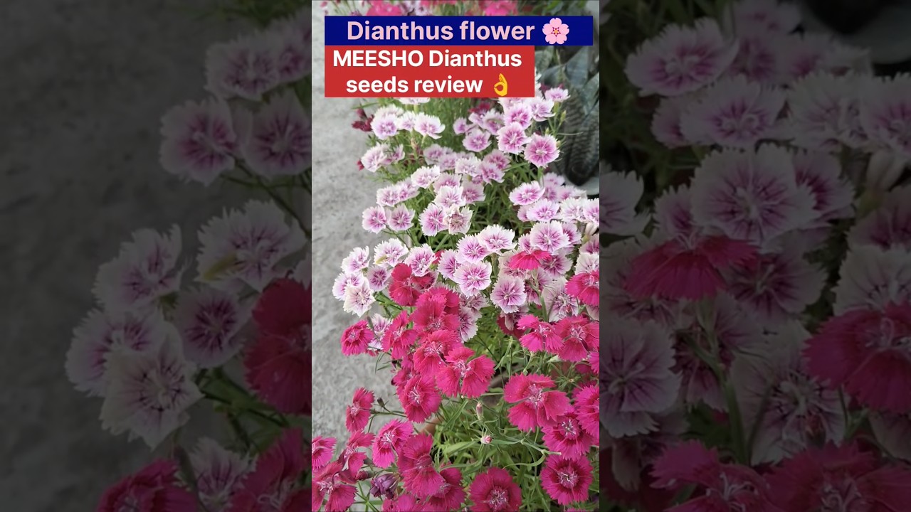 Dianthus flower 🌸//MEESHO Dianthus seeds review🌸/MEESHO winter flower seeds #garden #shorts #flowers