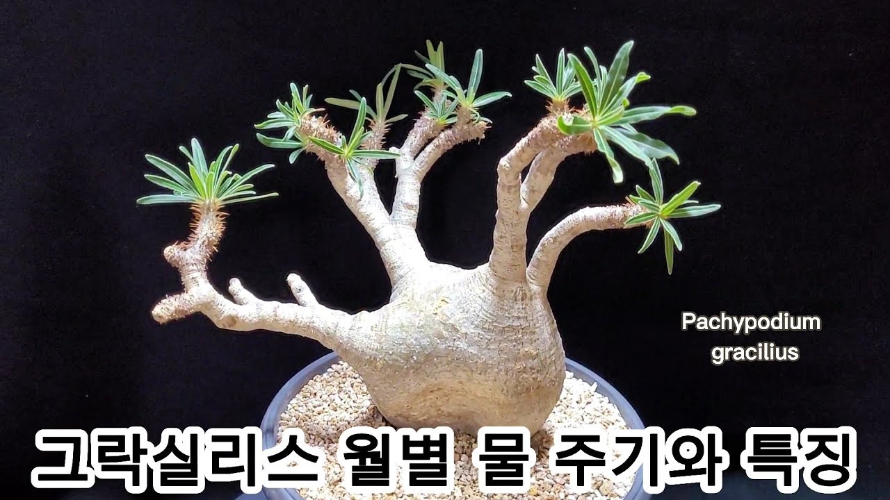 파키포디움 그락실리스 재배의 모든 것(Pachypodium rosulatum var. gracilius), 괴근 식물이나 아프리카 식물 키우기